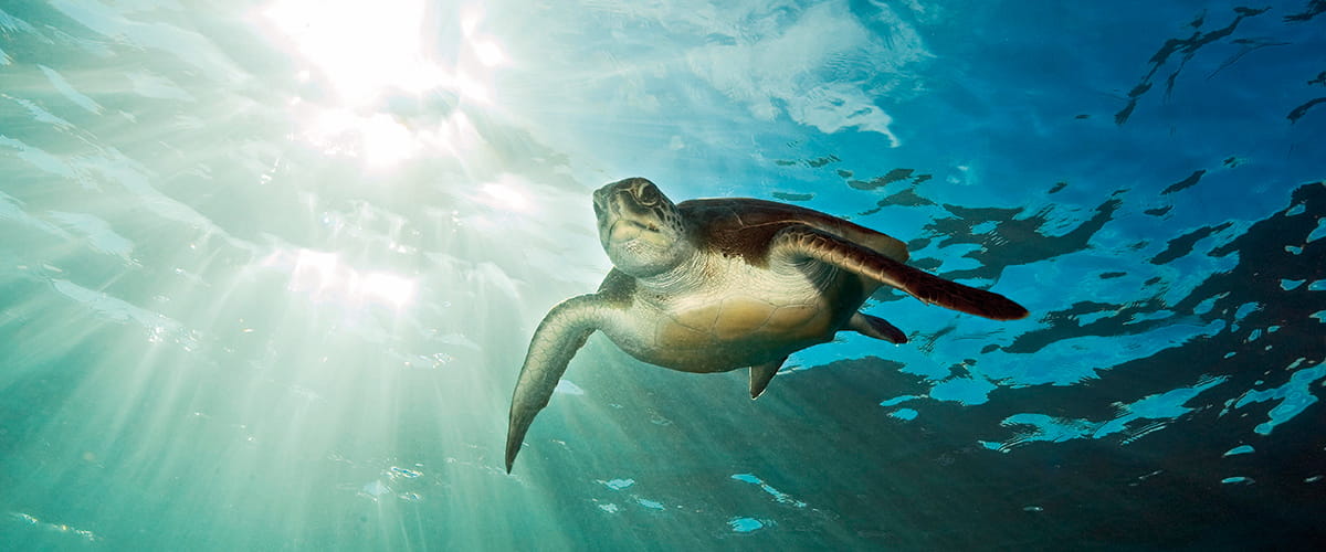 A green turtle swimming underwater